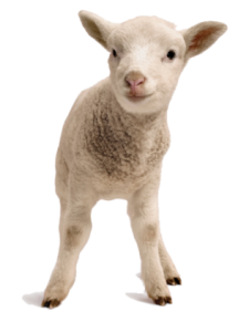 lamb2